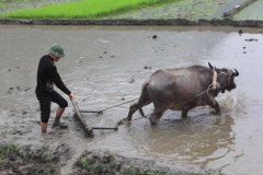 28-Plowing a rice field